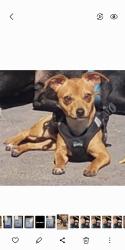 Lost Male Dog last seen Harrison, Salt Lake City, UT 84115