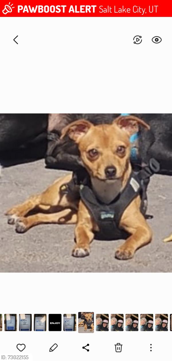 Lost Male Dog last seen Harrison, Salt Lake City, UT 84115