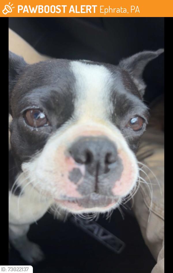 Found/Stray Female Dog last seen Slate run supply , Ephrata, PA 17522