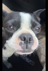 Found/Stray Female Dog last seen Slate run supply , Ephrata, PA 17522