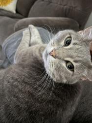 Reunited Female Cat last seen Sheldon Lake and Pedernales, Georgetown, TX 78633