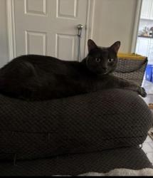 Lost Male Cat last seen Salem & Bayly, Ajax, ON L1S 2S1