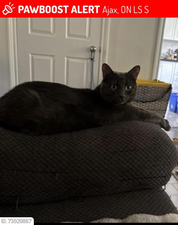 Lost Male Cat last seen Salem & Bayly, Ajax, ON L1S 2S1