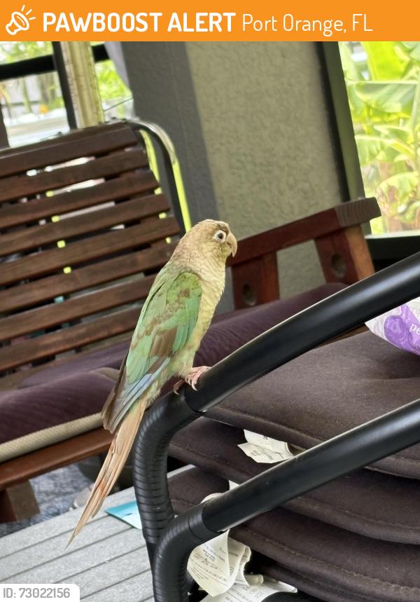 Found/Stray Unknown Bird last seen Coraci Sports Park Port Orange FL, Port Orange, FL 32127