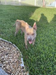 Found/Stray Male Dog last seen Abbott Park (Broad Point & Sonnet Landing), Zephyrhills, FL 33542