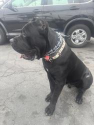 Reunited Male Dog last seen Cataba/ranchero , Oak Hills, CA 92344
