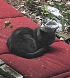 Found/Stray Unknown Cat last seen Sunset Ln and Fern St, East Lansing, MI 48823