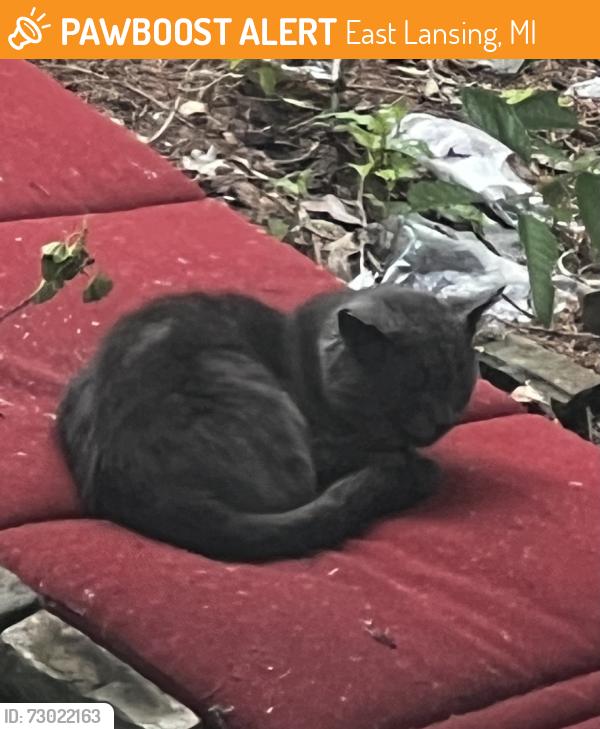 Found/Stray Unknown Cat last seen Sunset Ln and Fern St, East Lansing, MI 48823