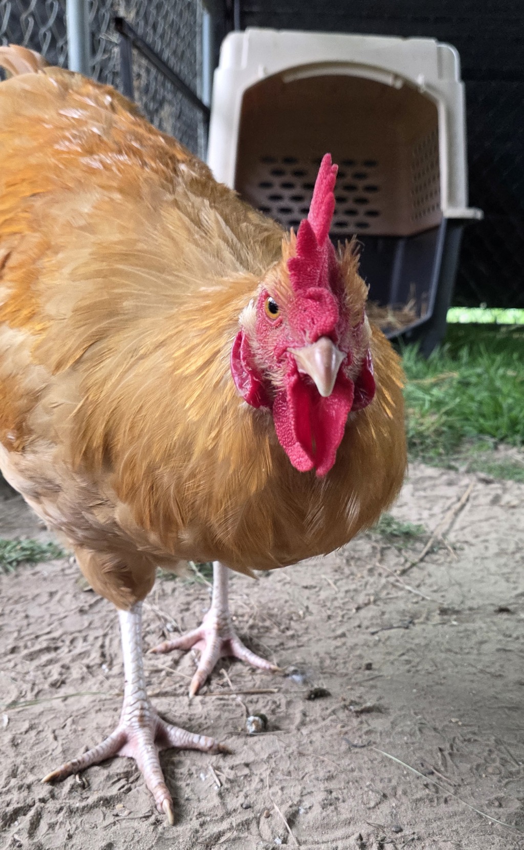 Shelter Stray Male Bird last seen Near Chesterfield Road, ANNAPOLIS, MD, 21401, 411 Maxwell Frye Rd, Millersville, MD 21108, USA