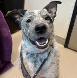 Shelter Stray Male Dog last seen Near Mass Boulevard, Santee, CA, 92071, El Cajon, CA 92020, USA