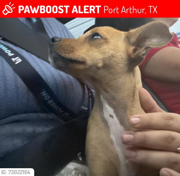 Lost Female Dog last seen Near st port Arthur, Port Arthur, TX 77642