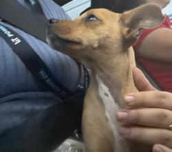 Lost Female Dog last seen Near st port Arthur, Port Arthur, TX 77642