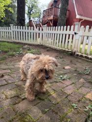 Found/Stray Male Dog last seen Near Tower Rd Dump, Ellijay, GA 30540