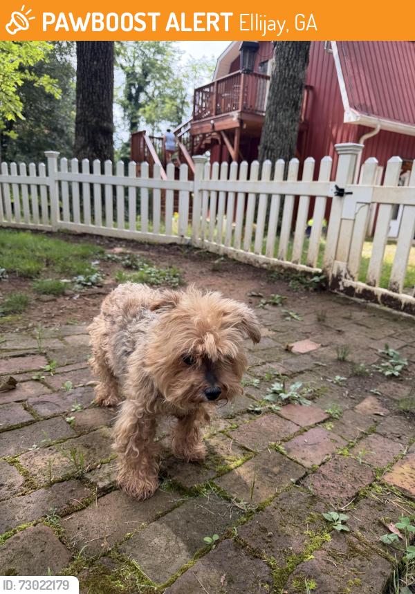 Found/Stray Male Dog last seen Near Tower Rd Dump, Ellijay, GA 30540