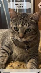 Lost Male Cat last seen Savannah Barony Drive, Seton Circle-The Rapids, North Augusta, SC 29841