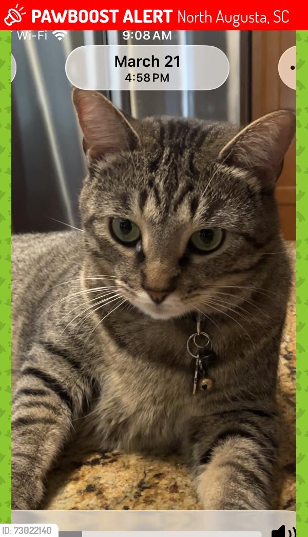 Lost Male Cat last seen Savannah Barony Drive, Seton Circle-The Rapids, North Augusta, SC 29841