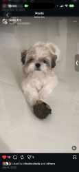 Lost Male Dog last seen Bovet ave, Orlando, FL 32827