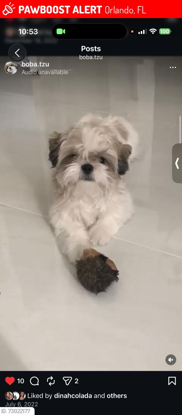 Lost Male Dog last seen Bovet ave, Orlando, FL 32827