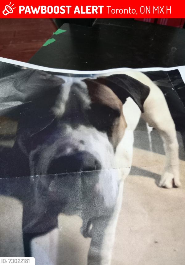 Lost Male Dog last seen St James town, Toronto, ON M4X 1H1