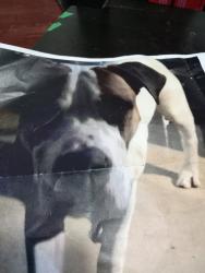 Lost Male Dog last seen St James town, Toronto, ON M4X 1H1