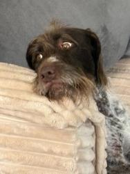 Lost Female Dog last seen Merced ca, Merced, CA 95348