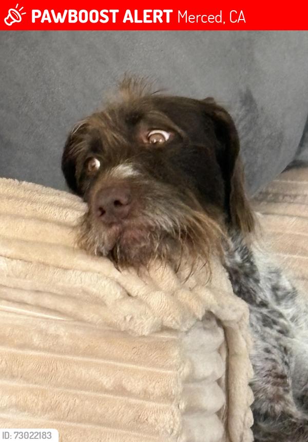 Lost Female Dog last seen Merced ca, Merced, CA 95348