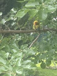 Found/Stray Unknown Bird last seen Kolmar and Cornelia, Chicago, IL 60641