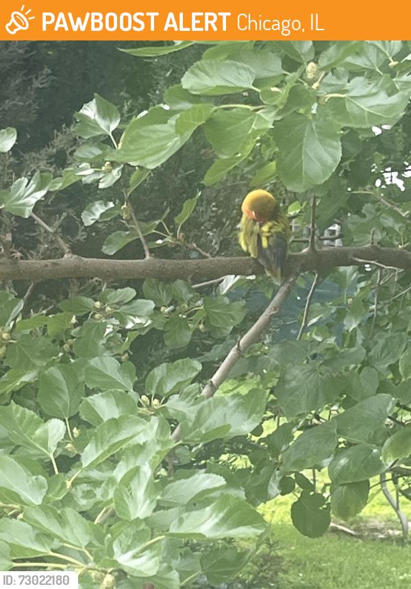 Found/Stray Unknown Bird last seen Kolmar and Cornelia, Chicago, IL 60641