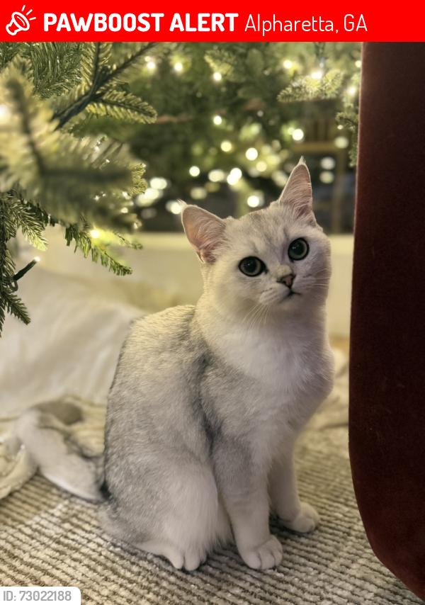 Lost Male Cat last seen Crooked creek, Alpharetta, GA 30004
