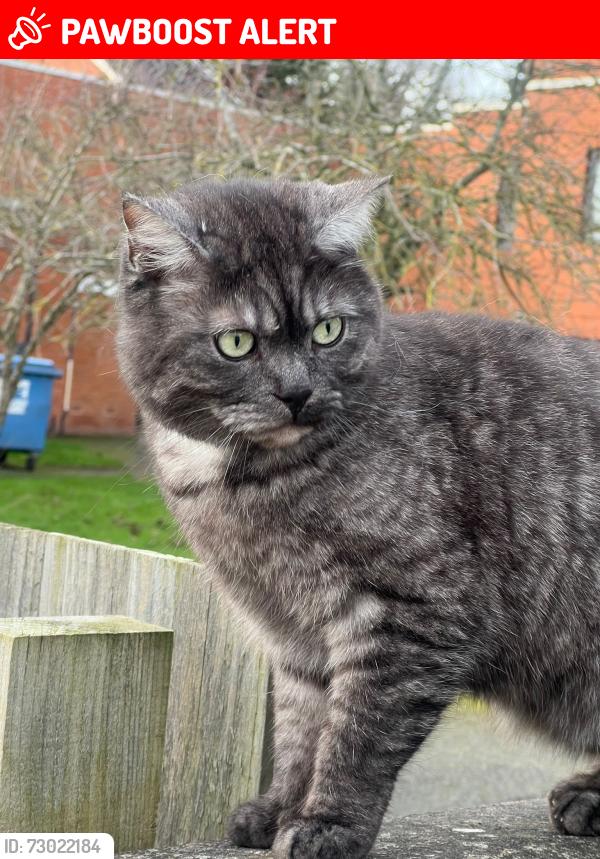 Lost Male Cat last seen Glencroft Church, Glen Parva, England LE2 9UU