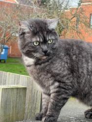 Lost Male Cat last seen Glencroft Church, Glen Parva, England LE2 9UU