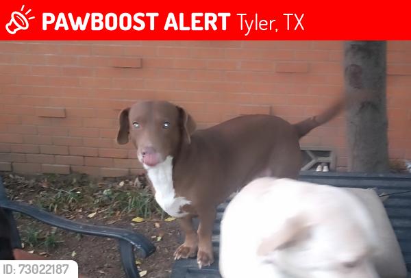 Lost Female Dog last seen Hwy 323 and Barbara , Tyler, TX 75701