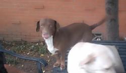 Lost Female Dog last seen Hwy 323 and Barbara , Tyler, TX 75701