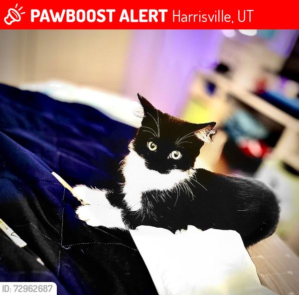 Lost Female Cat last seen Near w 2025 n Harrisville utah, Harrisville, UT 84414