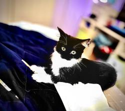 Lost Female Cat last seen Near w 2025 n Harrisville utah, Harrisville, UT 84414