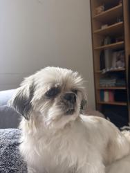 Reunited Male Dog last seen Near SW 138th St, Miami, FL 33176