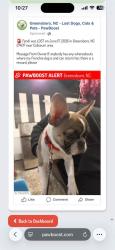 Lost Female Dog last seen Coliseum area, Greensboro, NC 27407