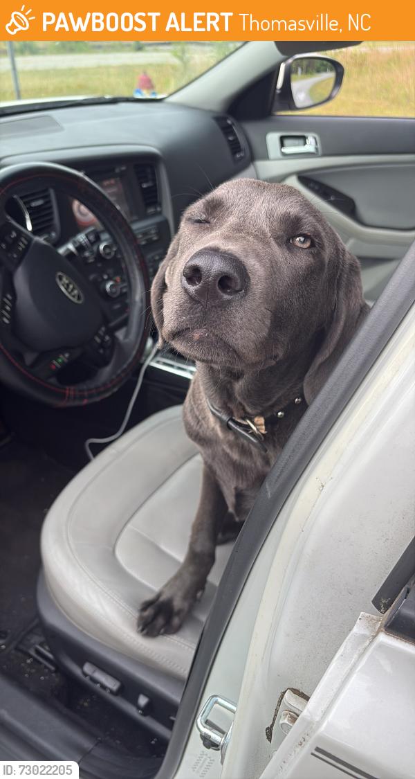 Found/Stray Male Dog last seen Thomasville nc, Thomasville, NC 27360