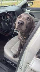 Found/Stray Male Dog last seen Thomasville nc, Thomasville, NC 27360