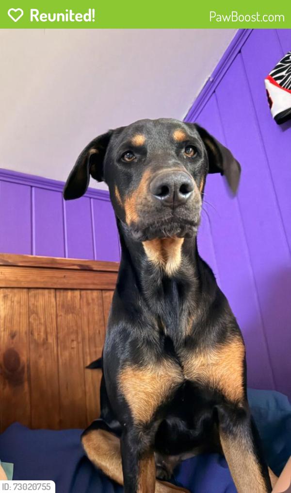 Reunited Male Dog last seen Millstone Road, Millstone Township, NJ 08535