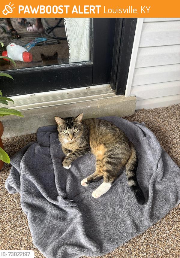 Found/Stray Unknown Cat last seen Thixton Ln. Louisville Ky, Louisville, KY 40291