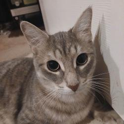 Lost Male Cat last seen Norland, Easton, Orchard road, Burlington, ON L7L