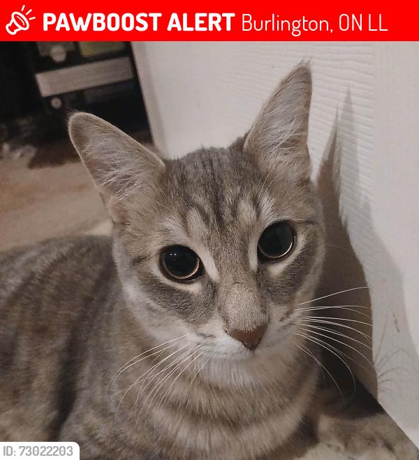 Lost Male Cat last seen Norland, Easton, Orchard road, Burlington, ON L7L