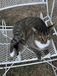 Lost Male Cat last seen Near , Benbrook, TX 76126