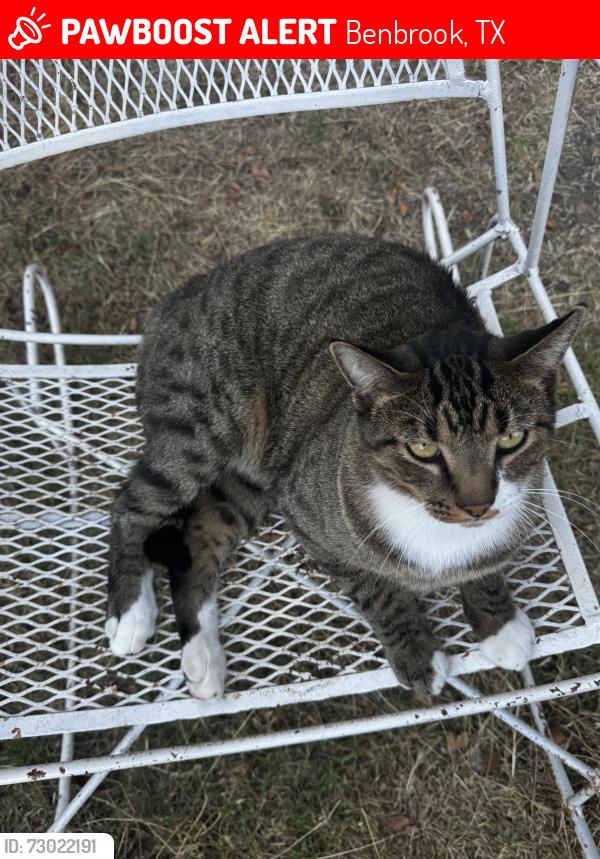 Lost Male Cat last seen Near , Benbrook, TX 76126