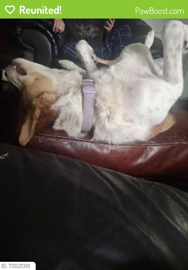 Reunited Female Dog last seen Prospect and linwood, Kansas City, MO 64128