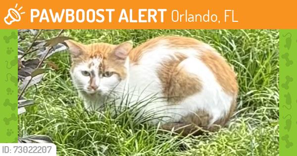 Found/Stray Unknown Cat last seen Broadway Avenue & Broadway Court, Orlando, FL 32803