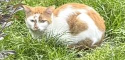 Found/Stray Unknown Cat last seen Broadway Avenue & Broadway Court, Orlando, FL 32803