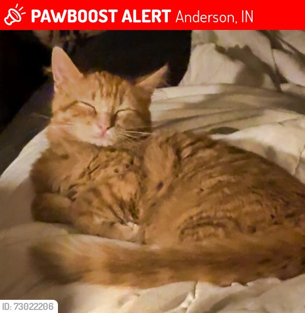 Lost Male Cat last seen W. 2nd Street, Anderson, IN, Anderson, IN 46016