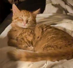 Lost Male Cat last seen W. 2nd Street, Anderson, IN, Anderson, IN 46016